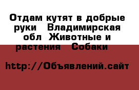 Отдам кутят в добрые руки - Владимирская обл. Животные и растения » Собаки   